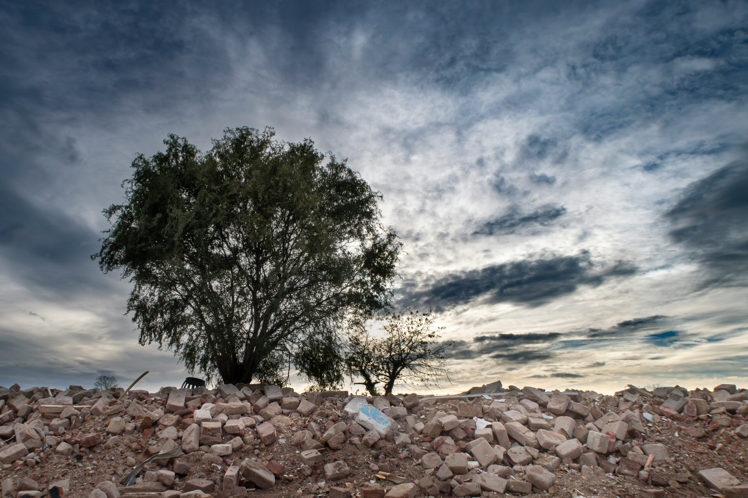 A tree on a pile of bricks and rubble